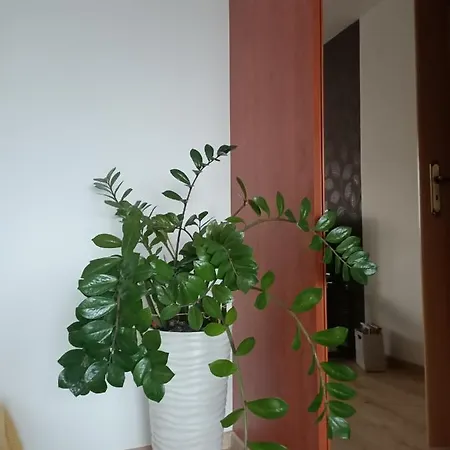 Pomaranczowa Apartment *