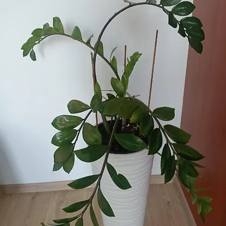 Pomaranczowa Appartement *