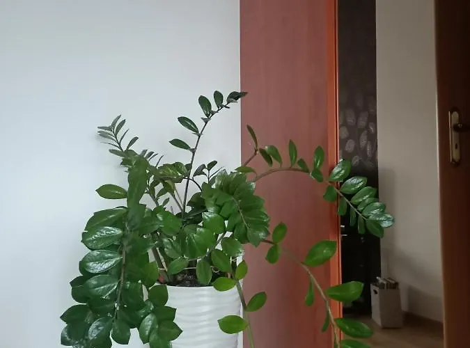 Pomaranczowa Appartement *